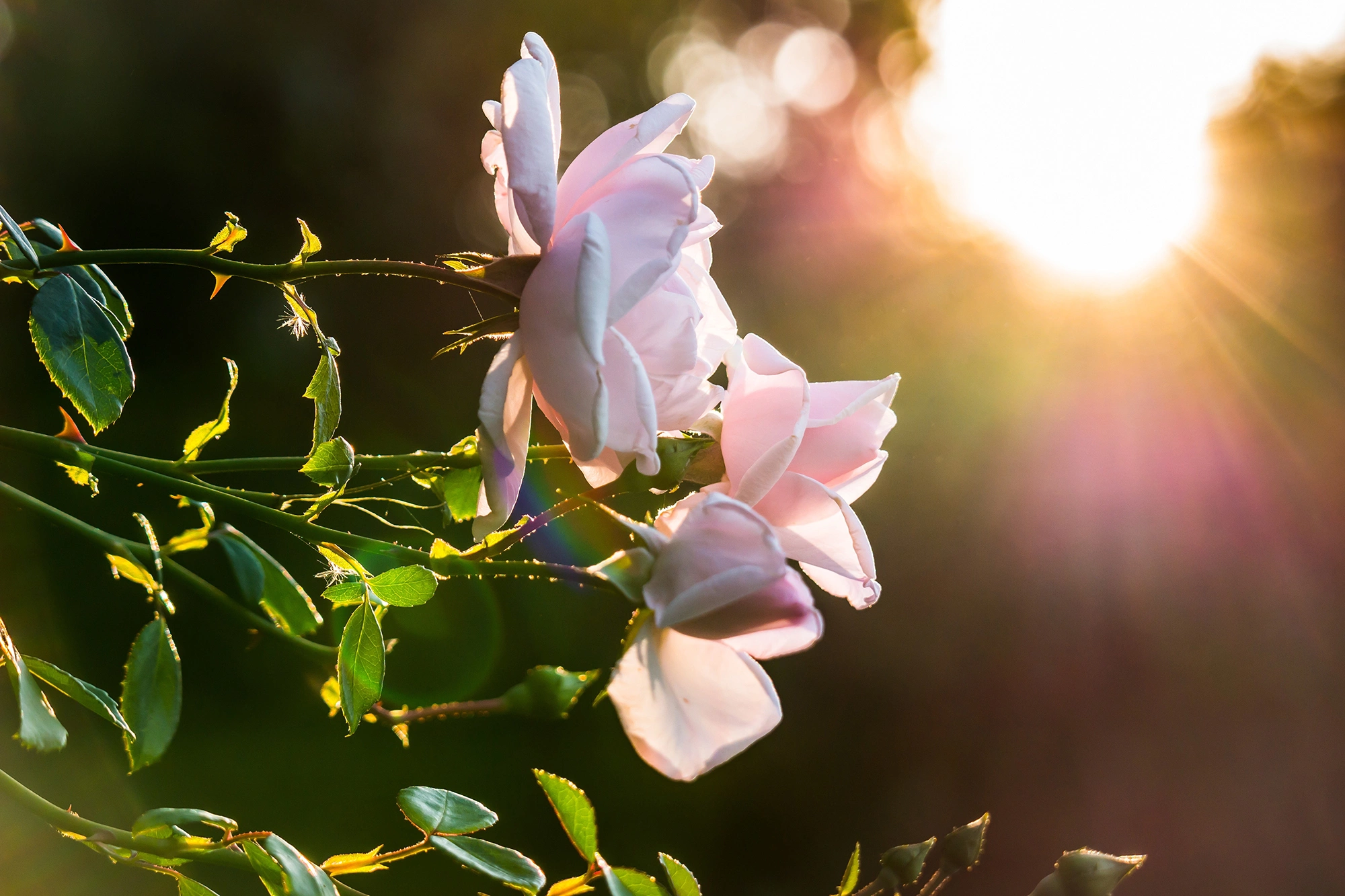 <p>Сажайте розы там, где они будут получать минимум шесть часов солнечного света в течение дня</p>