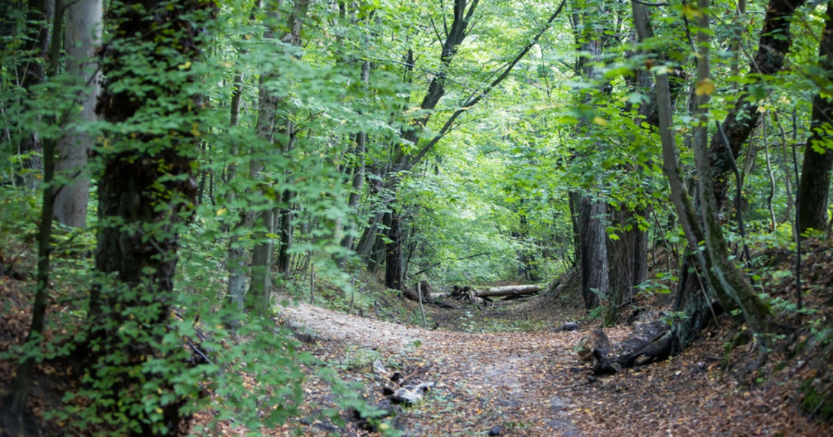 Суздальский парк в калининграде фото