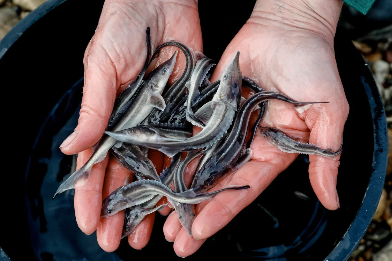Не на улов: в Татарстане восстанавливают поголовье краснокнижных рыб