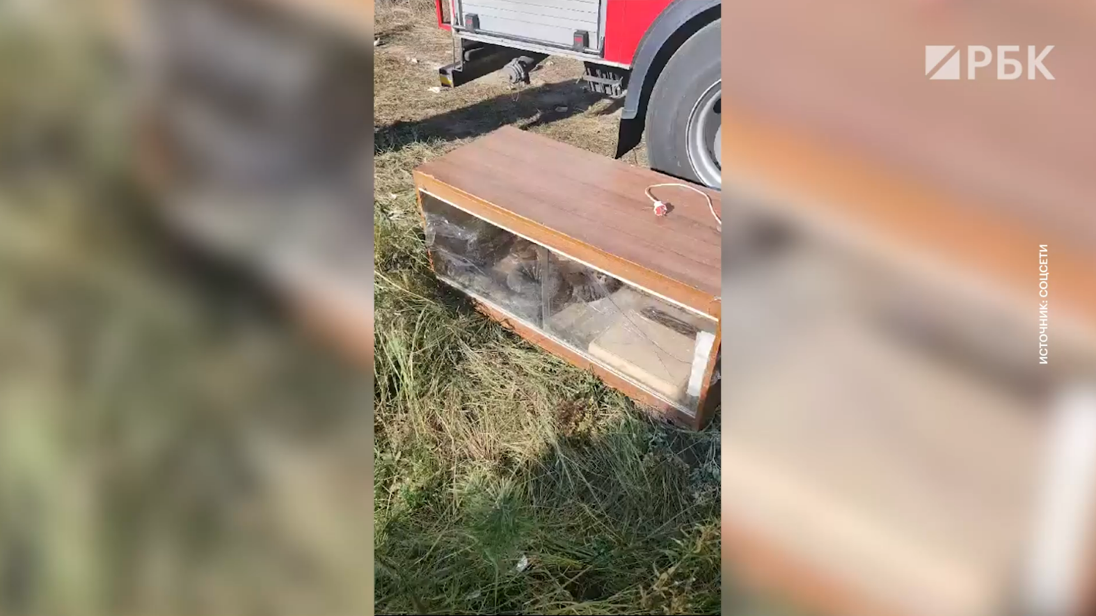 В Балашихе грибники наткнулись на трехметрового питона. Посмотрите видео |  РБК Life