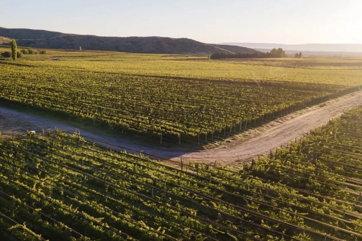Аргентинское винодельческое хозяйство Catena анонсировало свою первую линейку безалкогольных и слабоалкогольных вин Domaine Elena de Mendoza