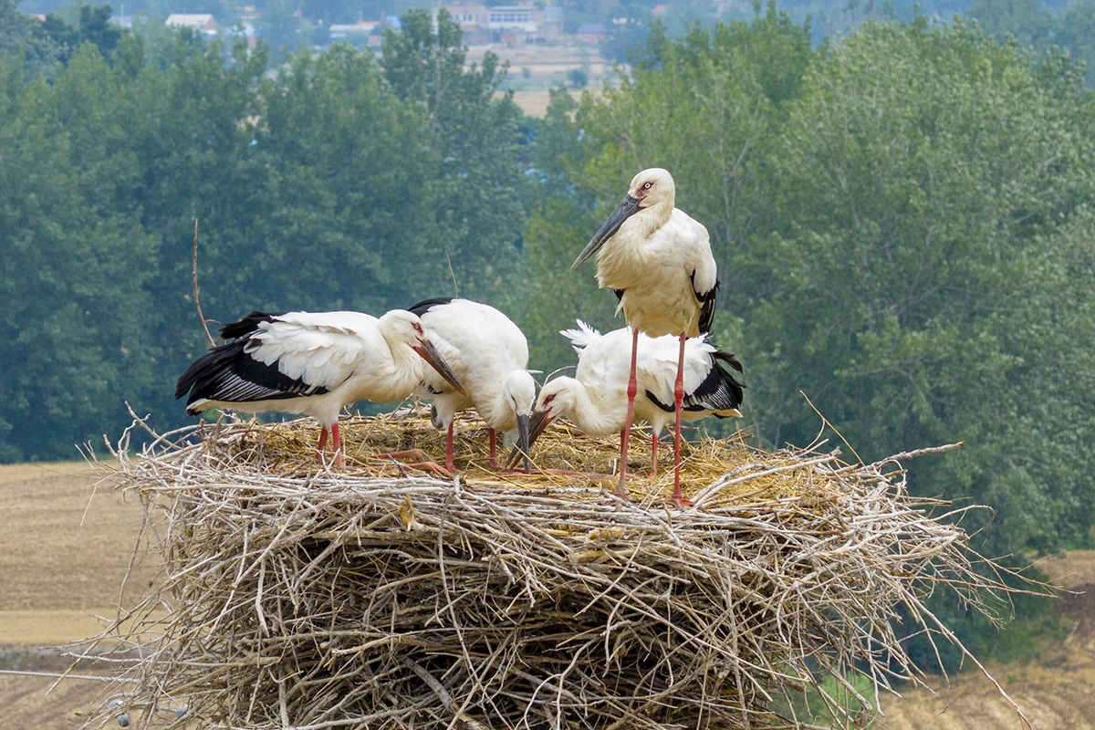 Белый аист устраивает большие гнезда на крышах домов