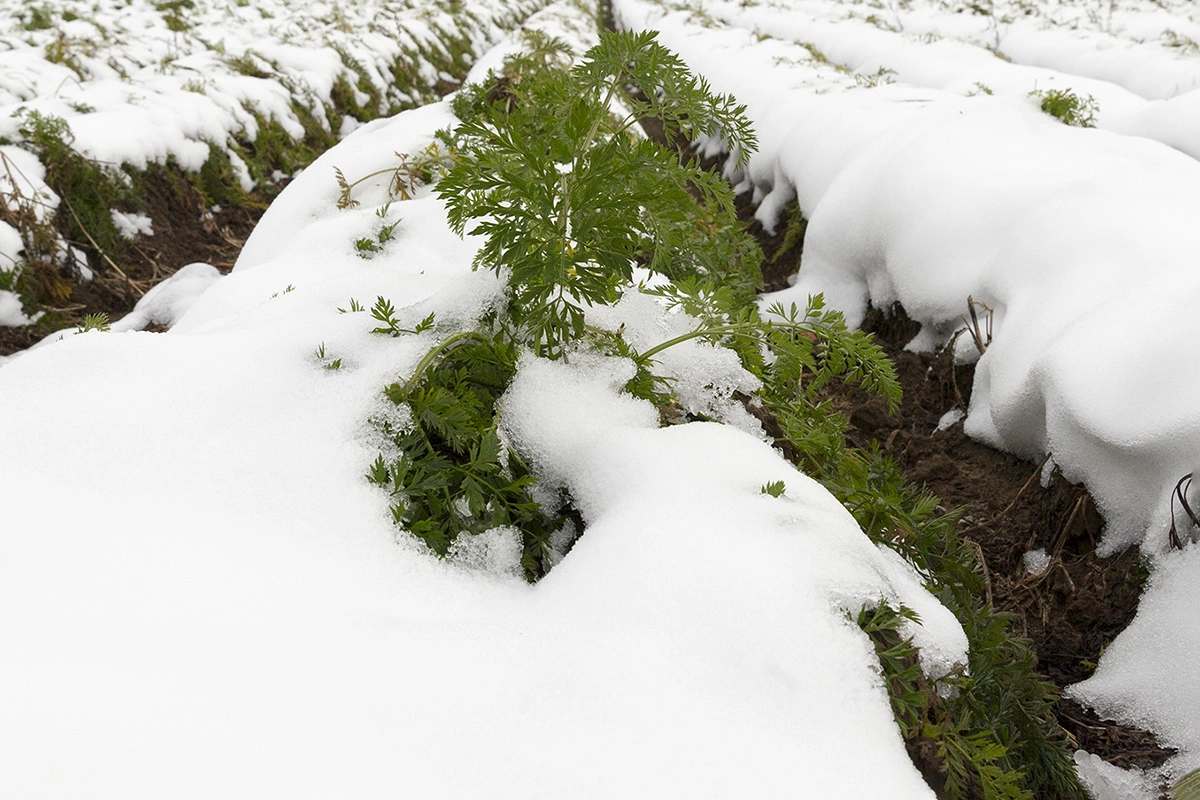 Всю зиму на грядках должен лежать слой снега толщиной минимум 20 см, чтобы семена пережили морозы
