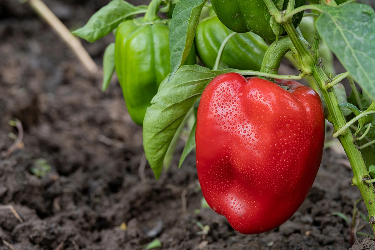 Чтобы не пропустить скручивание листьев, перец нужно ежедневно осматривать