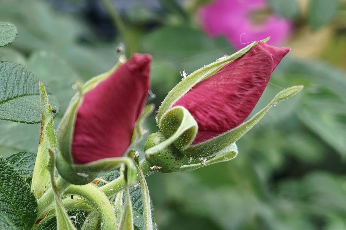 Фото, снятое на Xiaomi 15T Pro