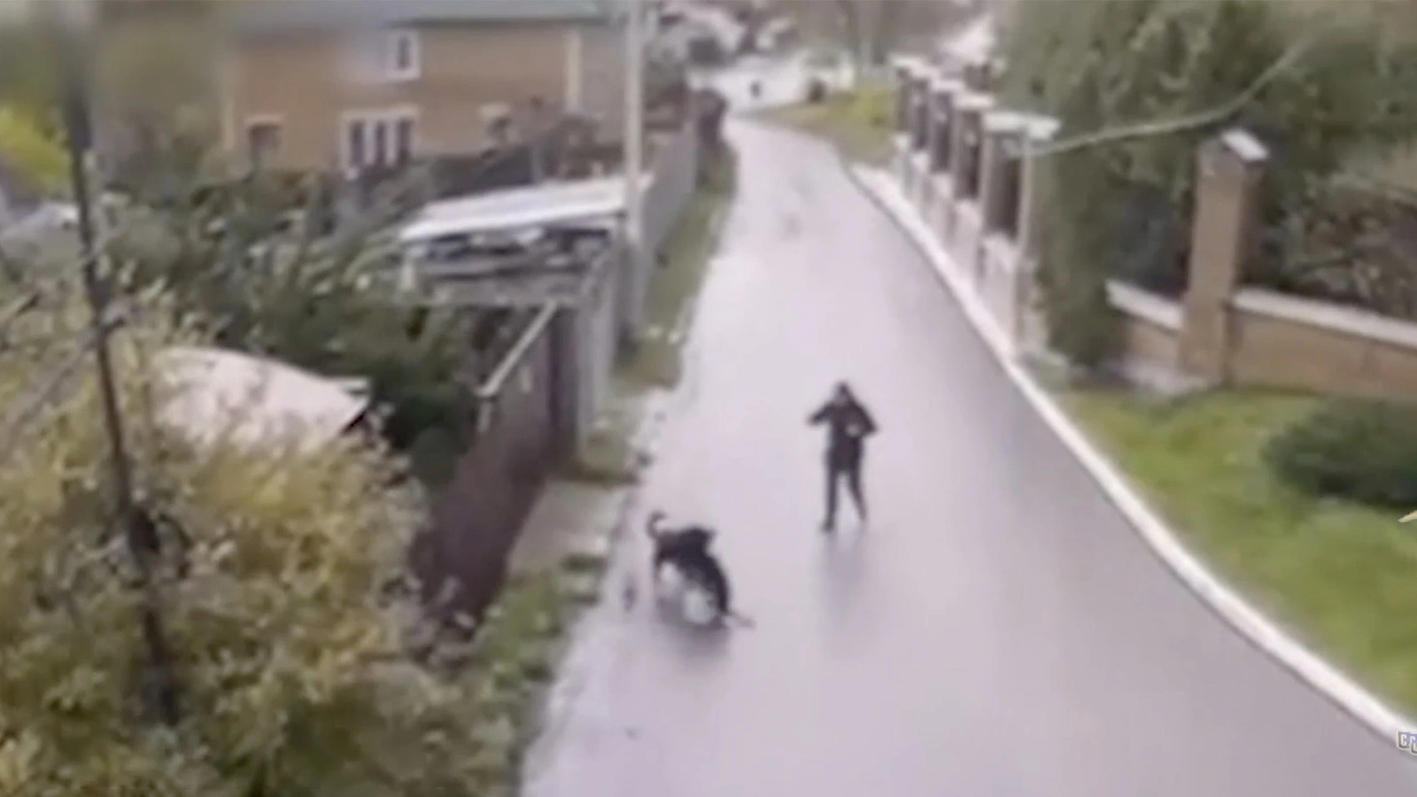 В Подмосковье задержали подозреваемого в убийстве собаки. Что произошло