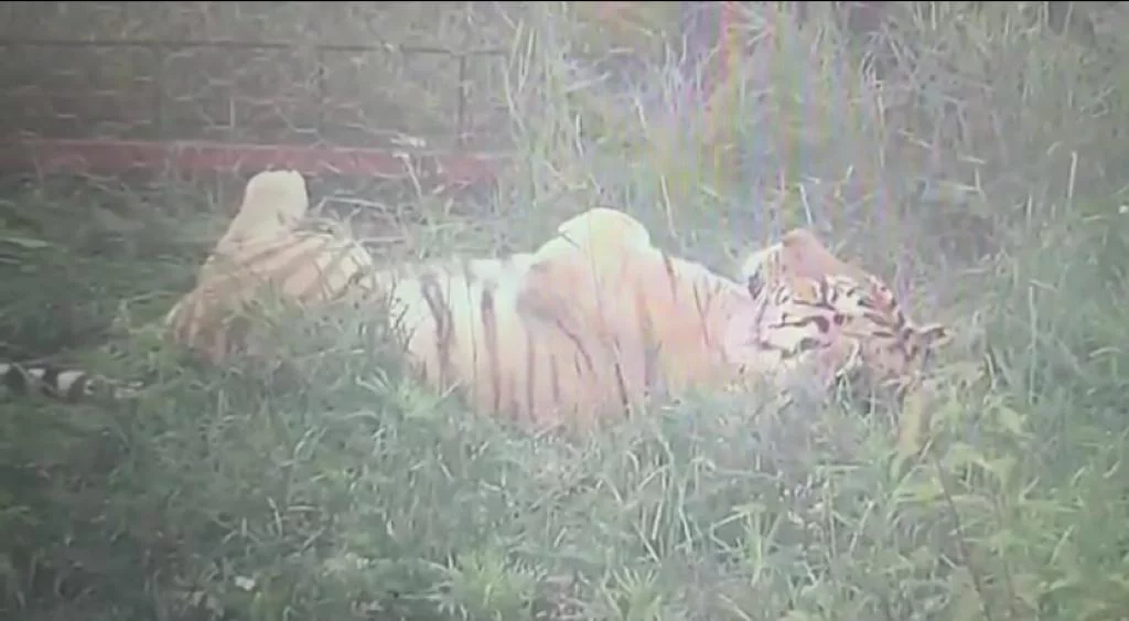 центр «Амурский тигр»