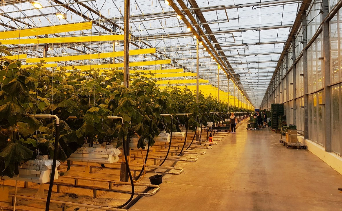 РБК Черноземье