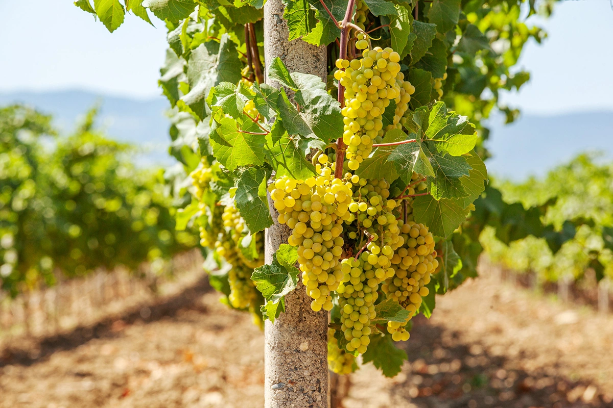 Ягода этого года чистая, здоровая, с ярким ароматическим потенциалом — особенно у белых сортов