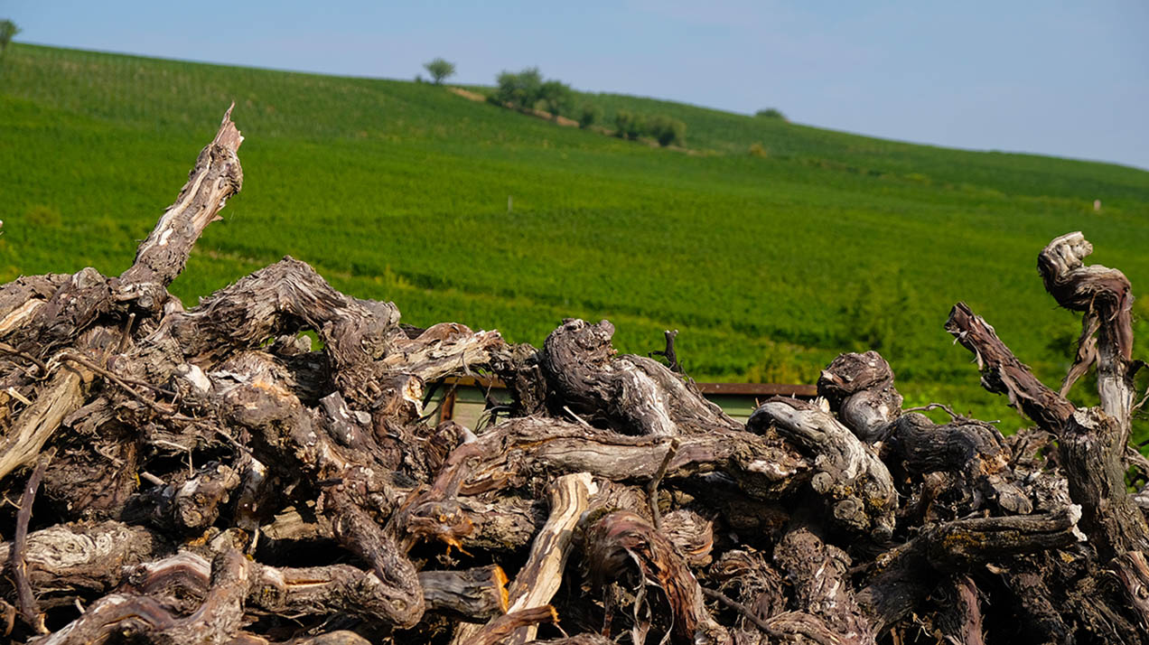 Французским виноделам выделят €130 млн за выкорчеванные виноградники