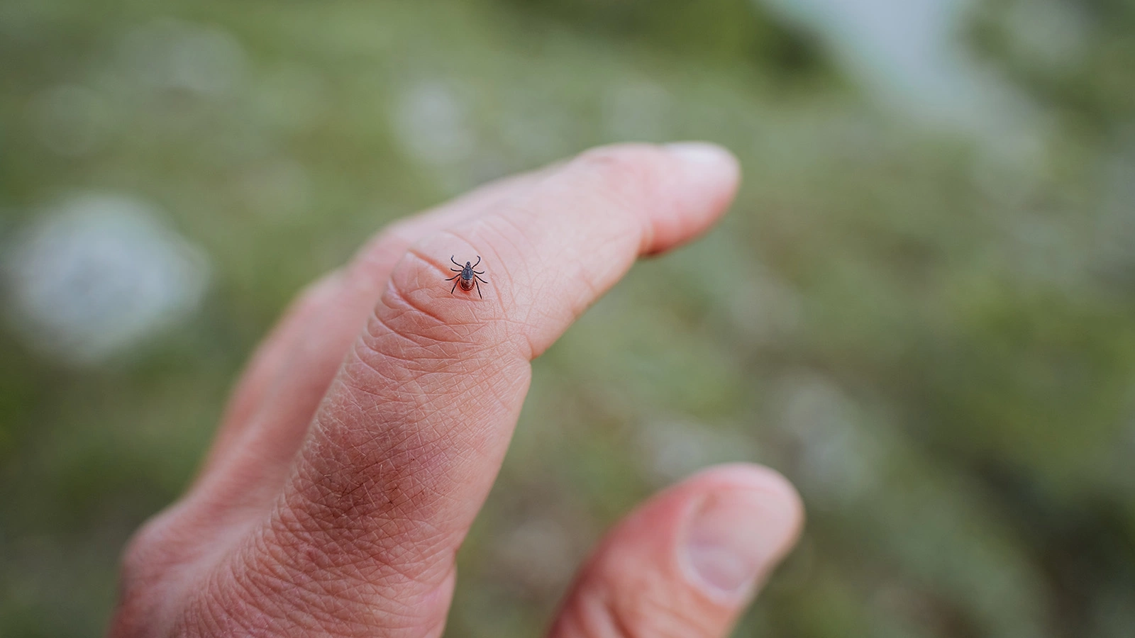 Можно ли почувствовать укус клеща. В Роспотребнадзоре дали ответ