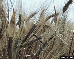 ЕС потерял контроль над рынком пшеницы