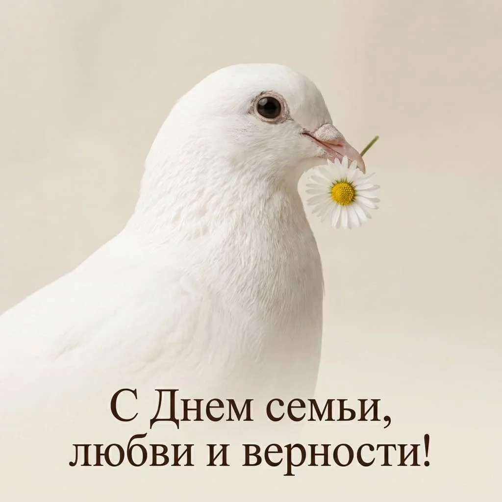 Трогательная открытка с белым голубем и ромашкой в клюве, с поздравлением с Днем семьи, любви и верности