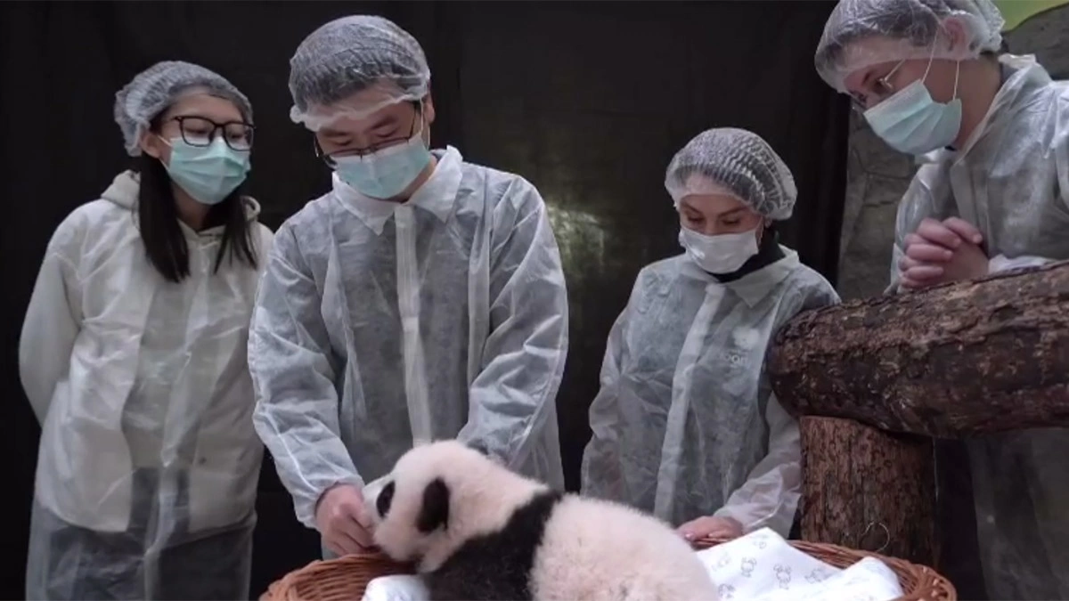 <p>Осмотр детеныша панды в Московском зоопарке, 12 ноября 2023 года</p>