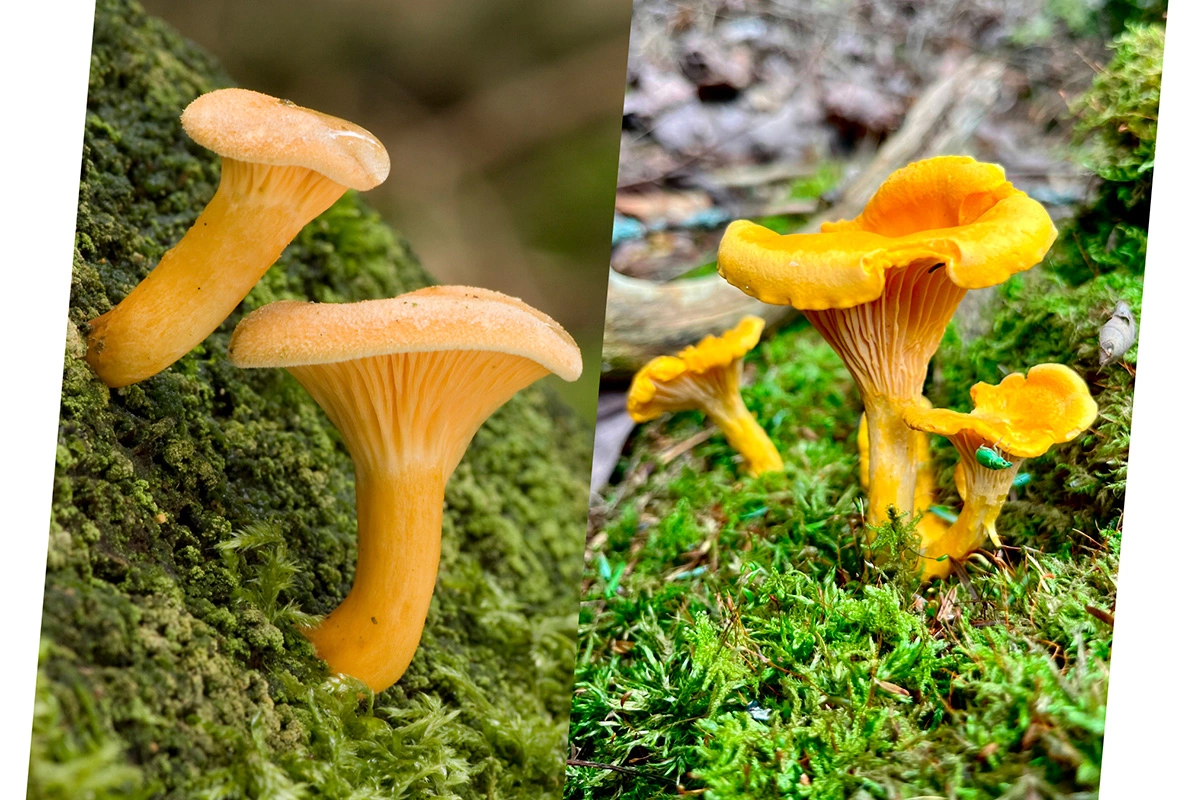 Говорушка (Hygrophoropsis aurantiaca) и Лиси́чка (Cantharéllus)