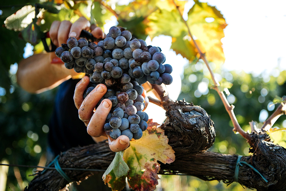 Italian Food Production / Shutterstock / FOTODOM