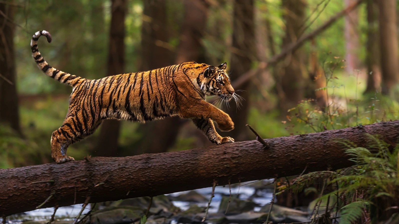 Однозначно ответить на вопрос, какое животное самое сильное в мире, сложно