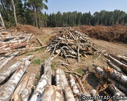 Экологи договорились о приостановке вырубки Химкинского леса на сутки