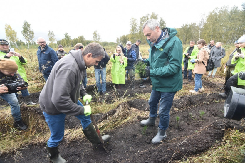 В Новосибирской области высадили 20 тысяч деревьев