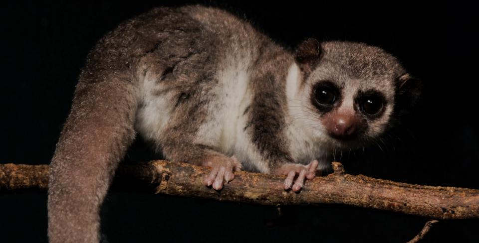 Фото: David Haring / Duke Lemur Center