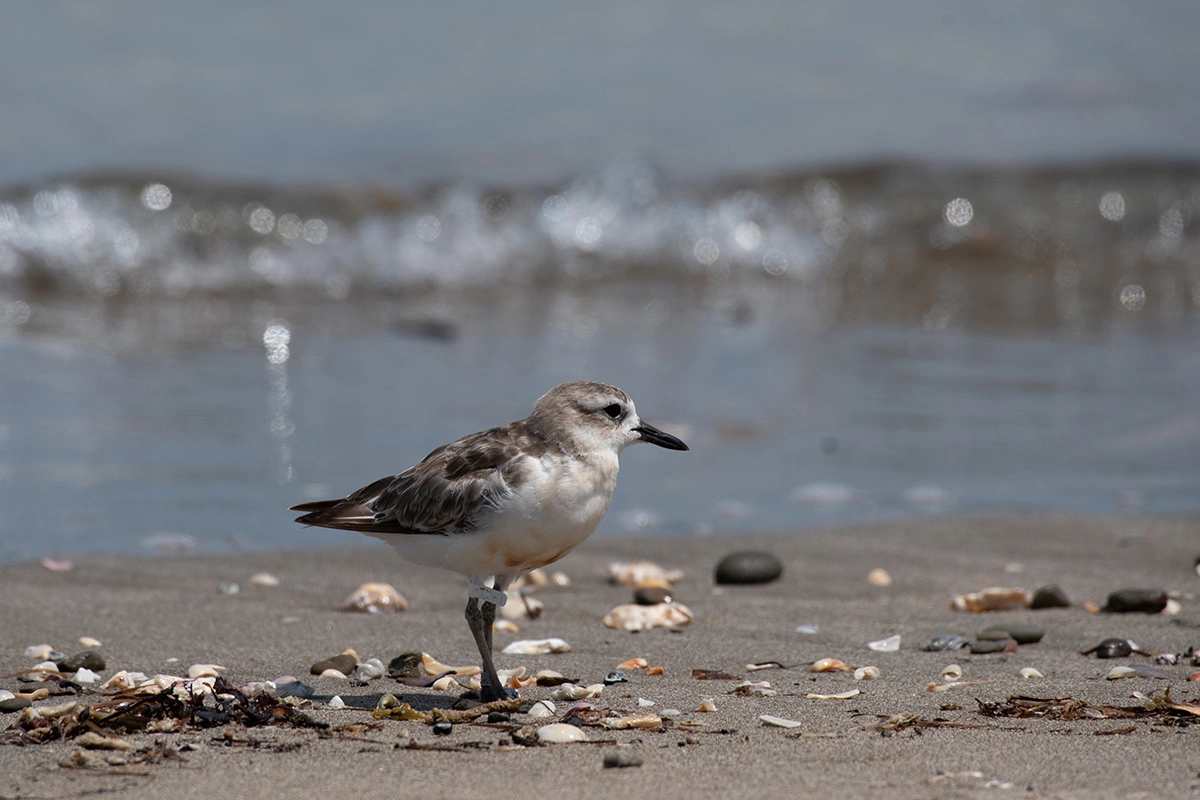 Маорийский зуек