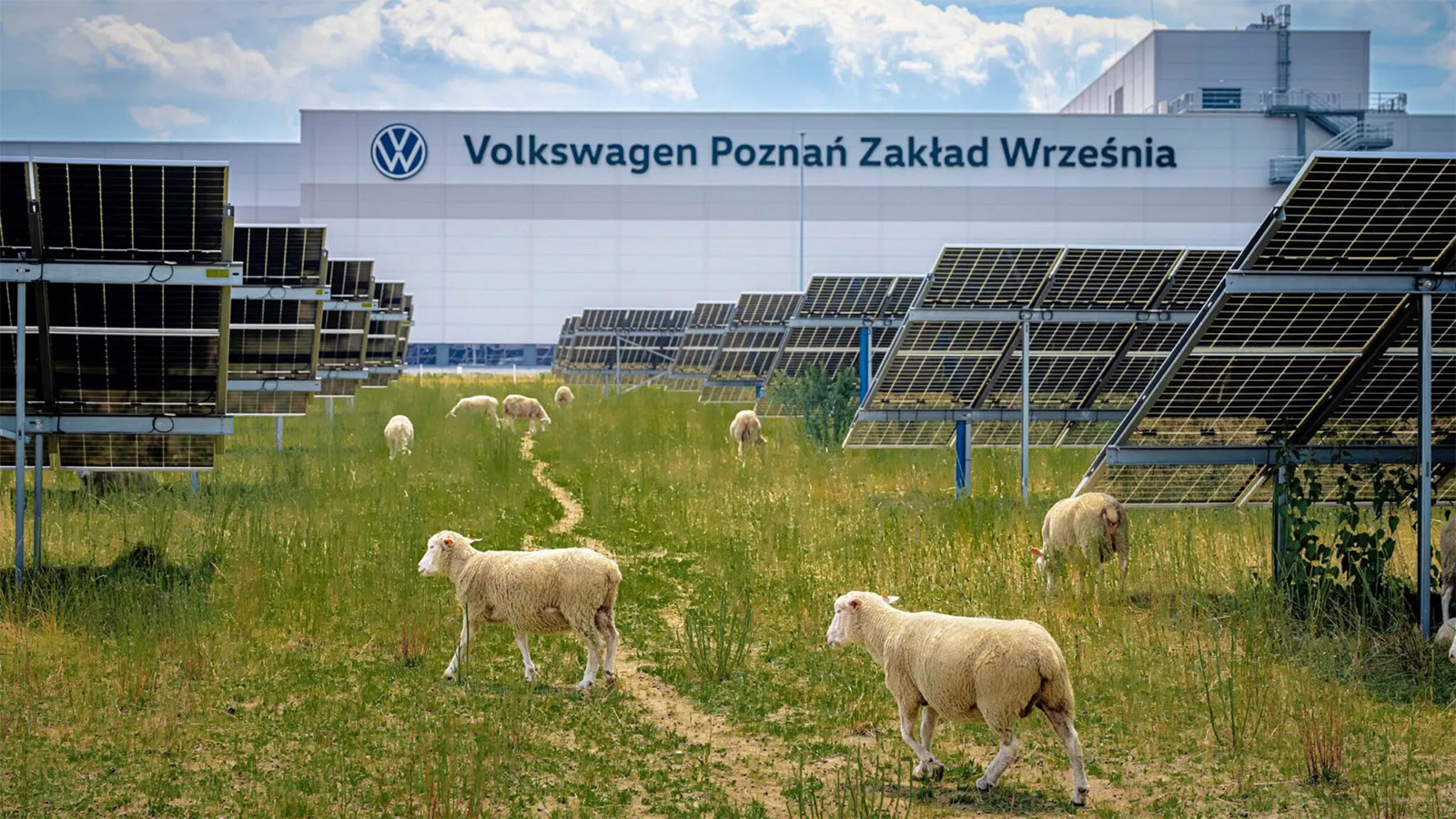 Volkswagen выпустил на свой завод стадо овец