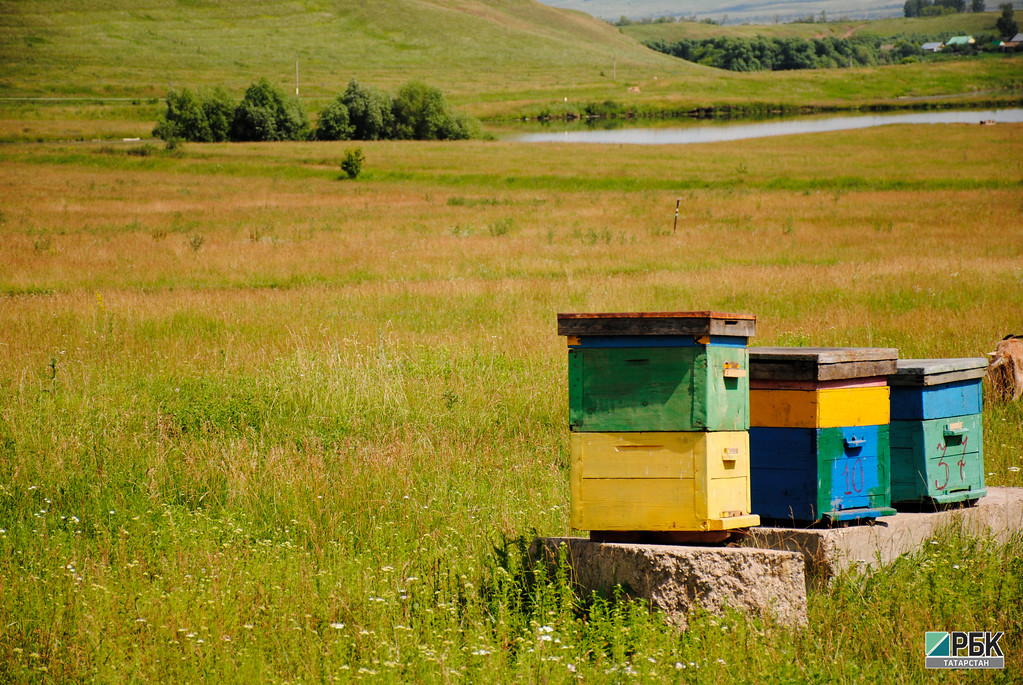 Несладкая доля: почему в Татарстане гибнут пчелы