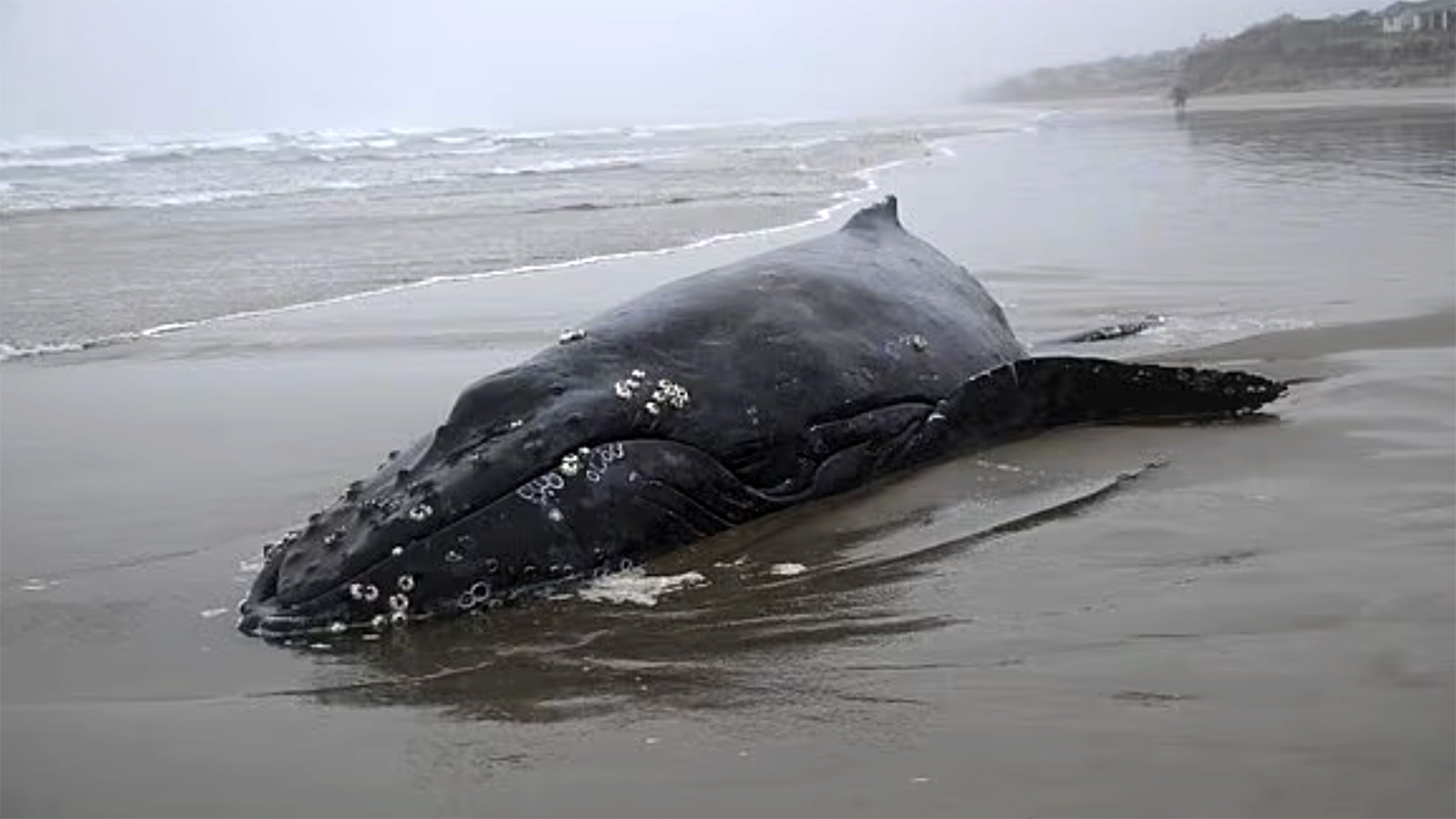 Выбросившийся на берег детеныш горбатого кита