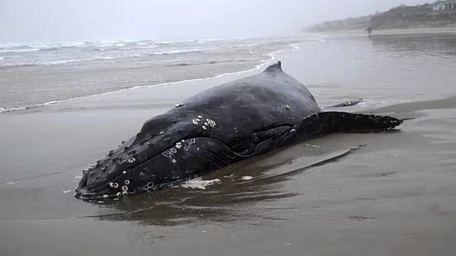 Выбросившийся на берег детеныш горбатого кита