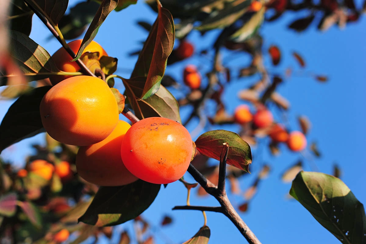 Хурму едят зимой, потому что сезон ее созревания как раз приходится на это время года