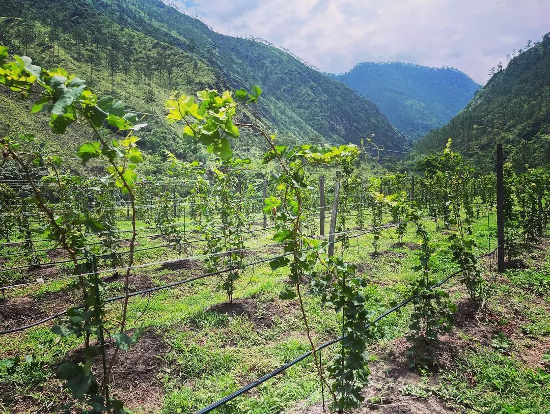 @bhutanwine / Instagram (входит в корпорацию Meta, признана экстремистской и запрещена в России)