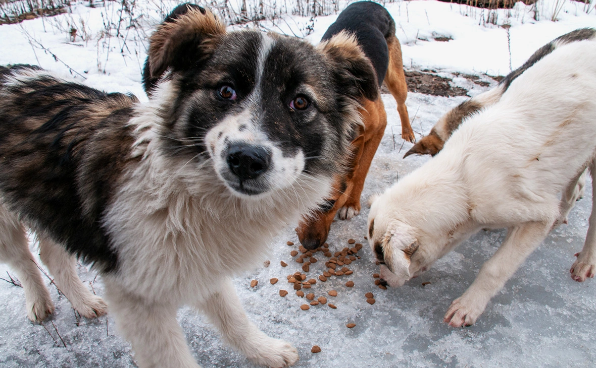 Светлана Возмилова / Global Look Press