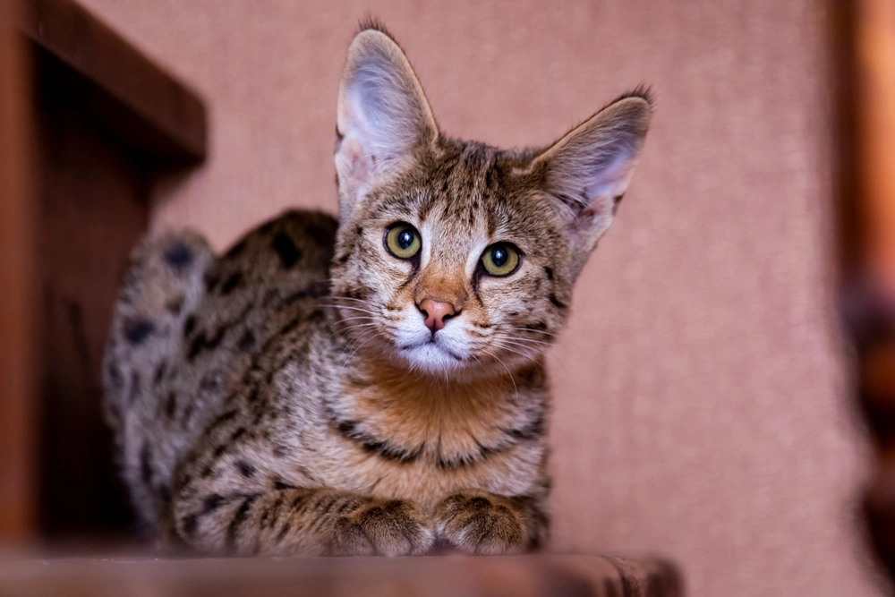 Кошки породы саванна очень любопытны и игривы
