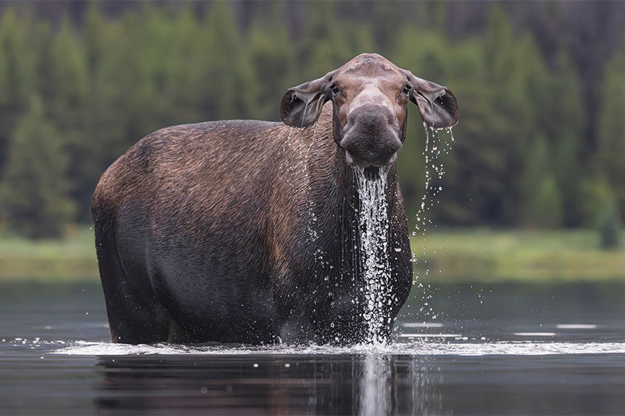 Alexander Hormann / Nikon Comedy Wildlife Awards 2026