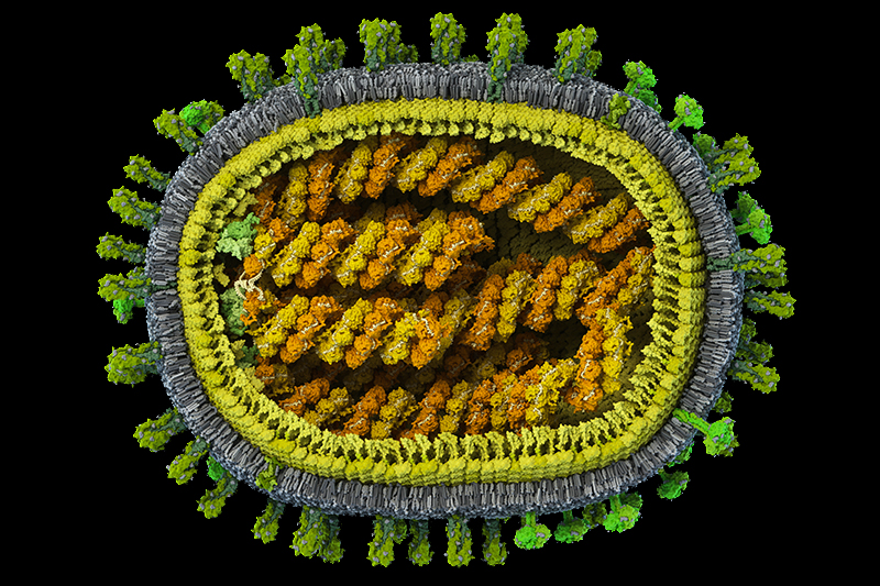 Первая научно достоверная  3D-модель вируса гриппа человека в атомном разрешении