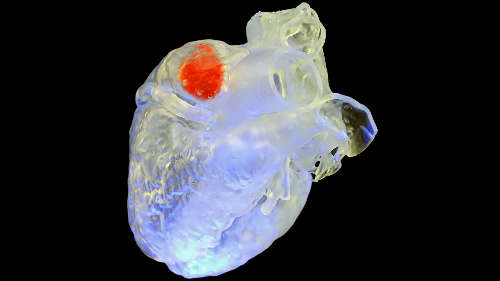 <p>Затвердевшая структура 3D-чернил внутри модели сердца</p>