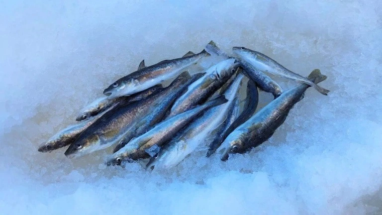 РБК Приморье