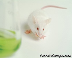 Японские ученые клонировали замороженных мышей