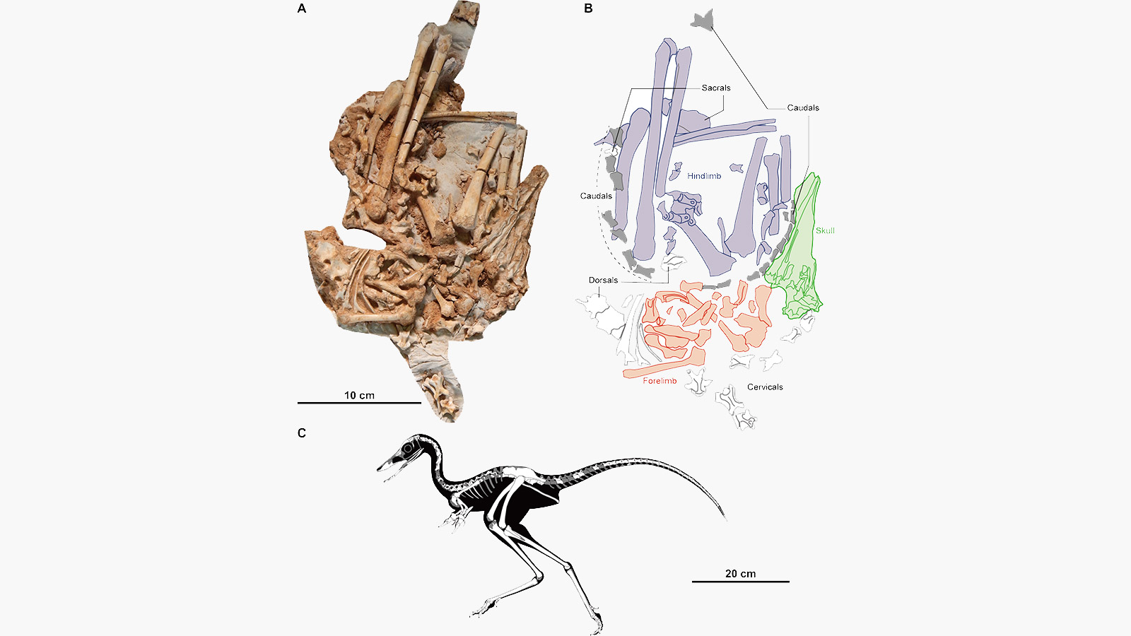 <p>На изображении:&nbsp;(А) фотография найденного образца,&nbsp;(B) пояснительная схема&nbsp;скелета, (C) реконструкция предположительного внешнего вида динозавра&nbsp;Jaculinykus yaruui<br />
<br />
&nbsp;</p>