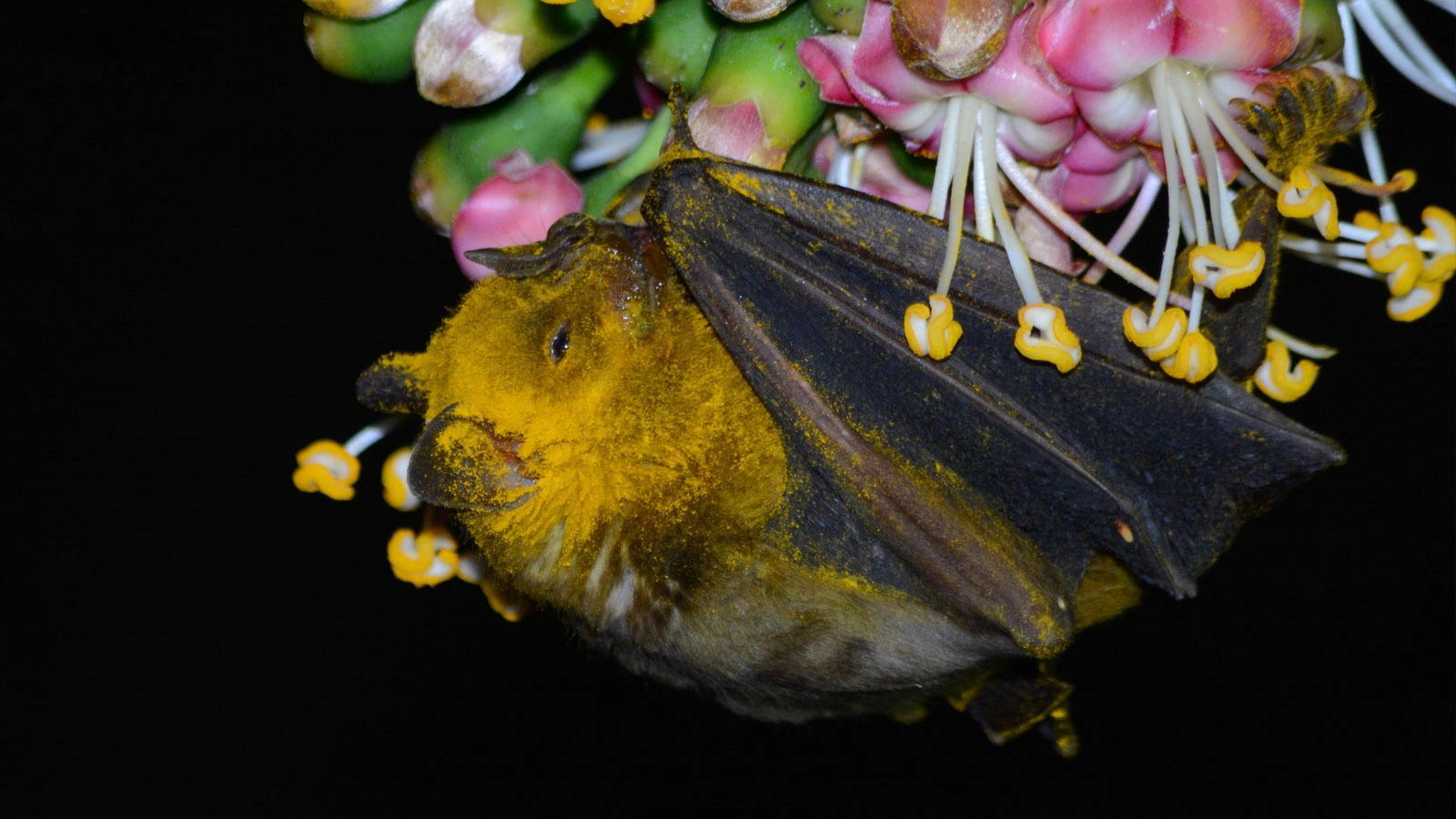 <p>На фото: одна из разновидностей летучих мышей, обитающих на Ямайке, &mdash; ямайский цветочный листонос (Jamaican Flower Bat,&nbsp;Phyllonycteris aphylla)</p>