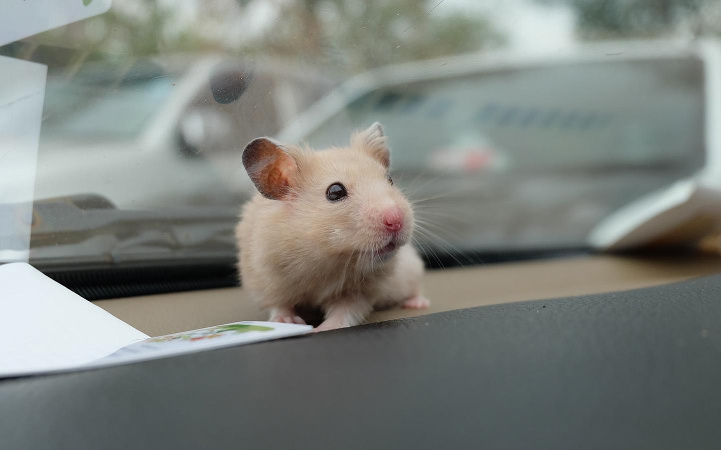 Дептранс сообщил о нарушителях ПДД с питомцами в машине. Как их наказали