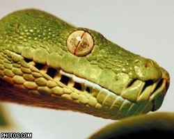 Во Вьетнаме конфисковали более тонны змей исчезающего вида