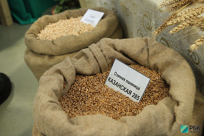 Время жатвы: Татарстан к экватору уборки соберет лишь 2 млн тонн зерна