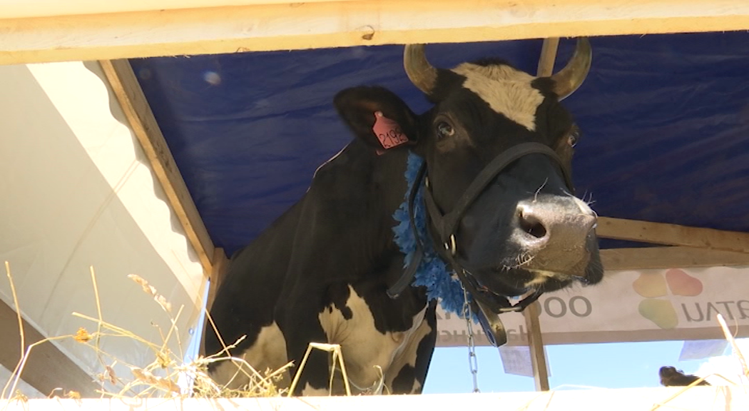 Фото: РБК Пермь