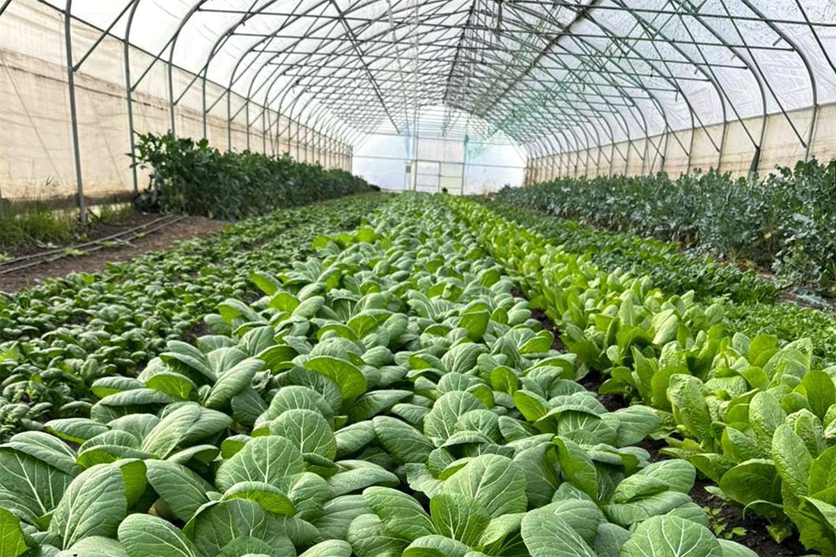 Ферма &laquo;О.Батат.&raquo;