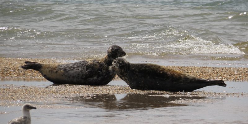 Каспийский тюлень