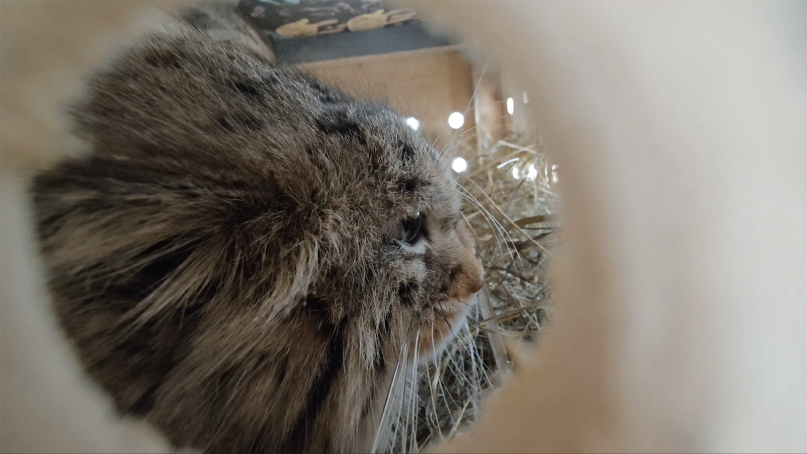 Самка манула Пепе