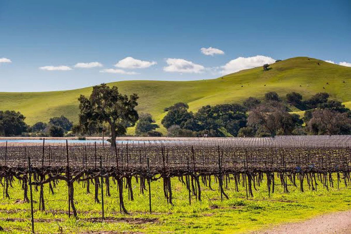 Los Olivos AVA