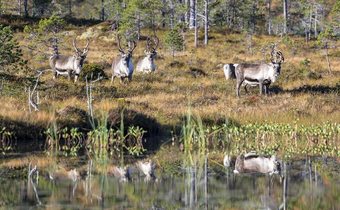 Robert Haasmann / imagebroker.com / Global Look Press