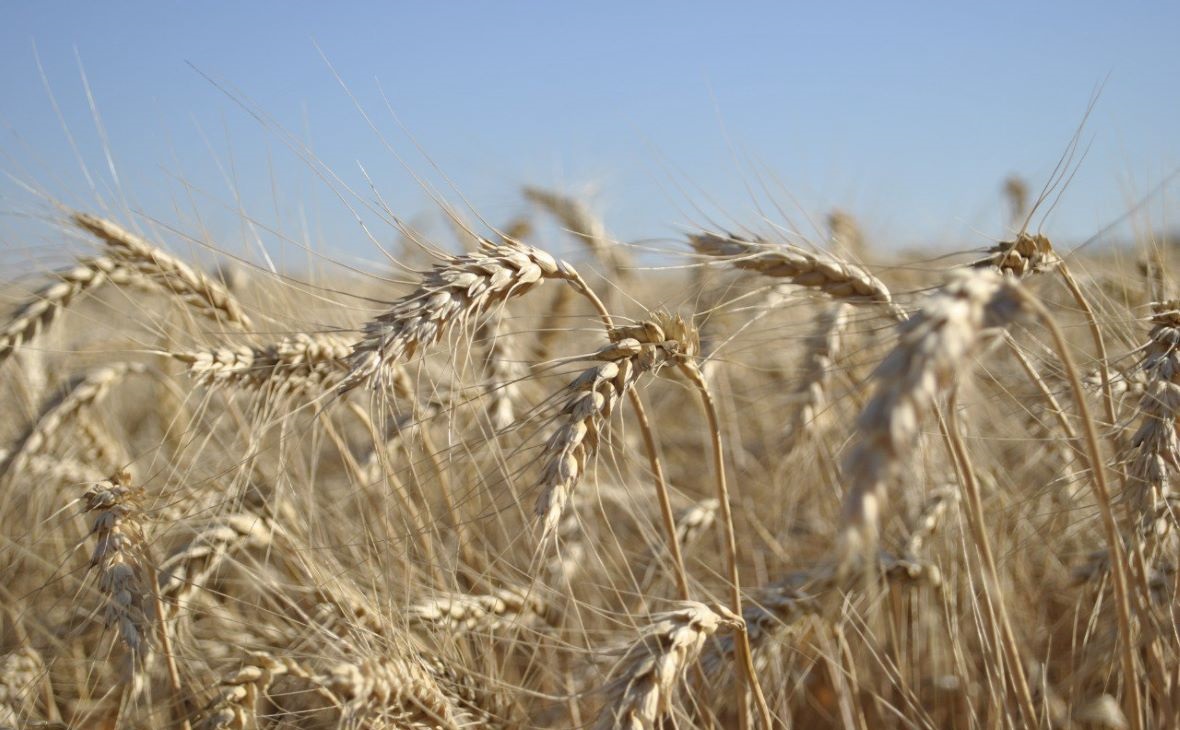 Фото: пресс-служба министерства сельского хозяйства Ростовской области